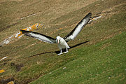 Picture 'Ant1_1_00445 Black-browed Albatross, Diomedea Melanophris, Antarctica and sub-Antarctic islands, Falkland Islands, Saunders Island'